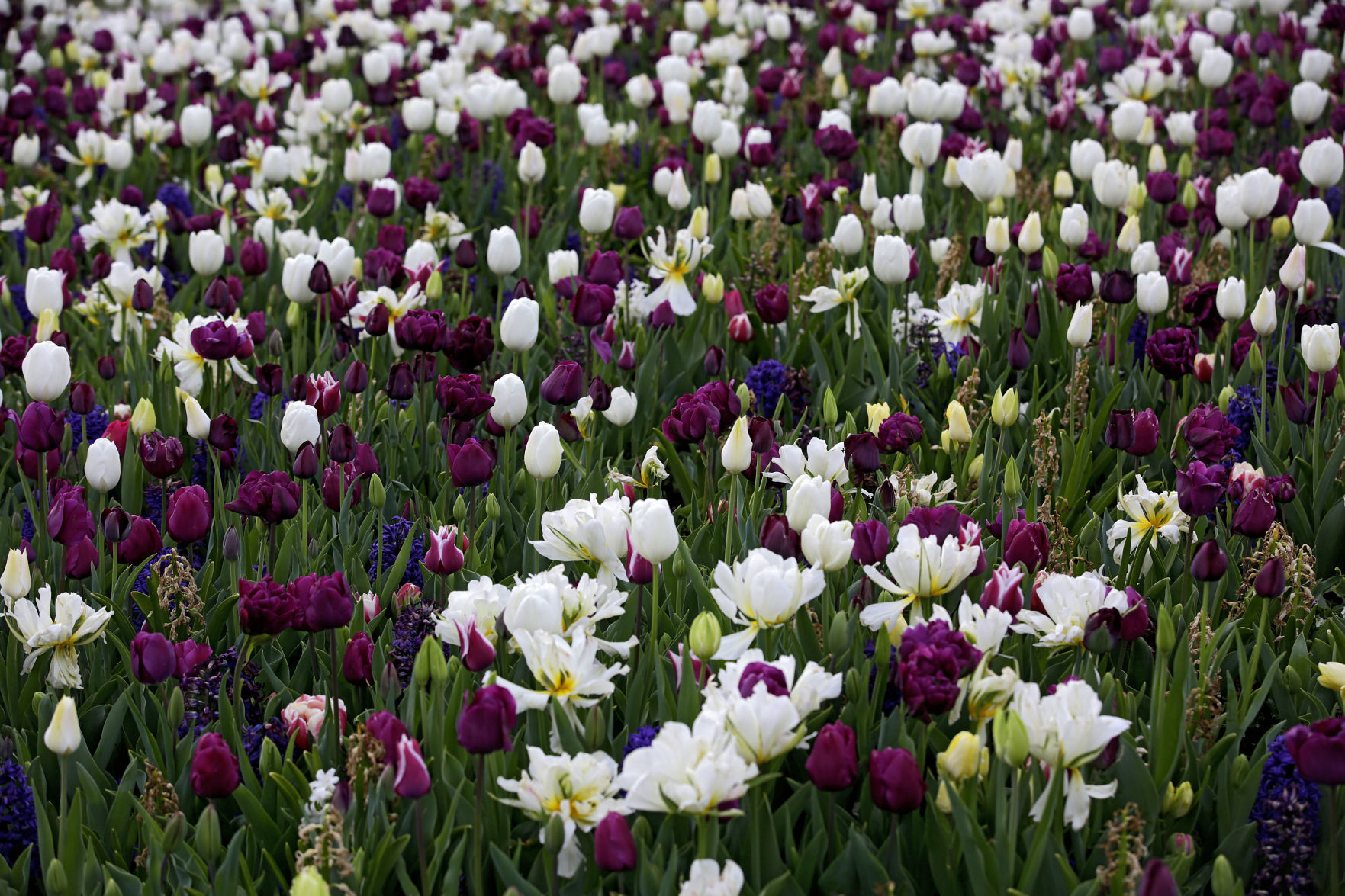Tulsa Botanic Garden